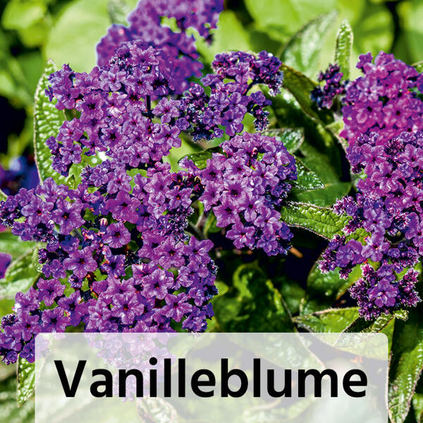 Sommerblumen