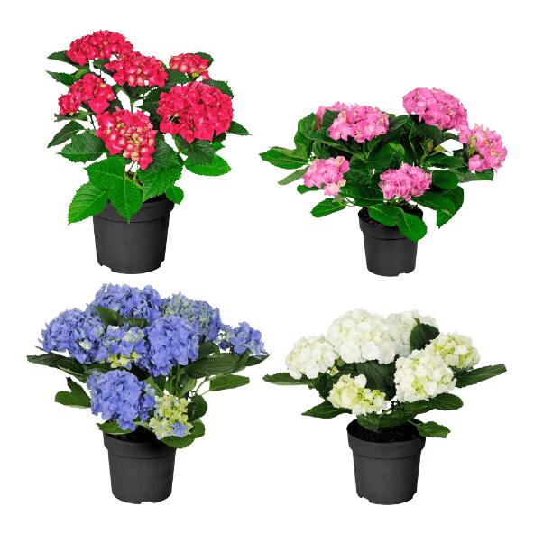 Hortensia de jardin