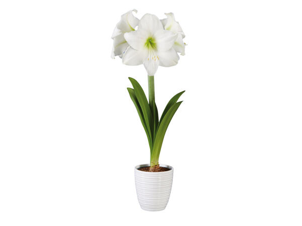 Amaryllis im Keramiktopf