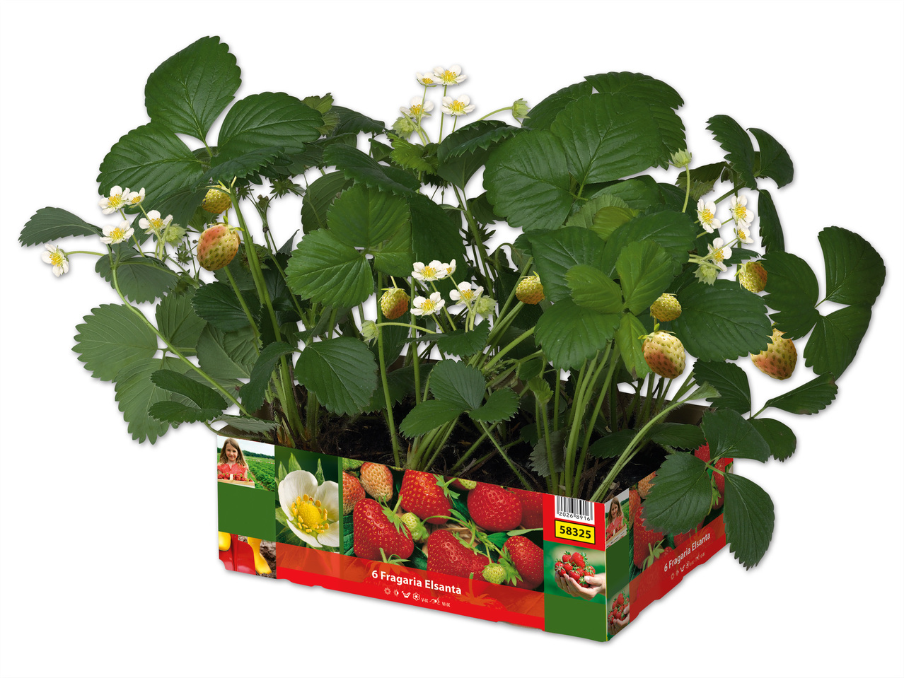 Erdbeerpflanze im 6er Tray