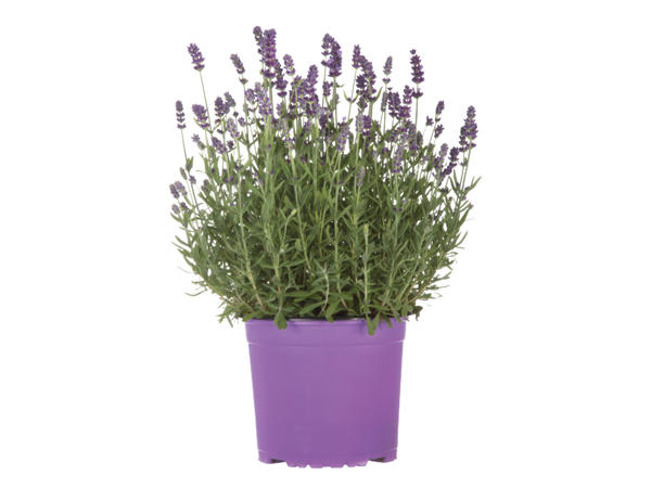 English Lavender1