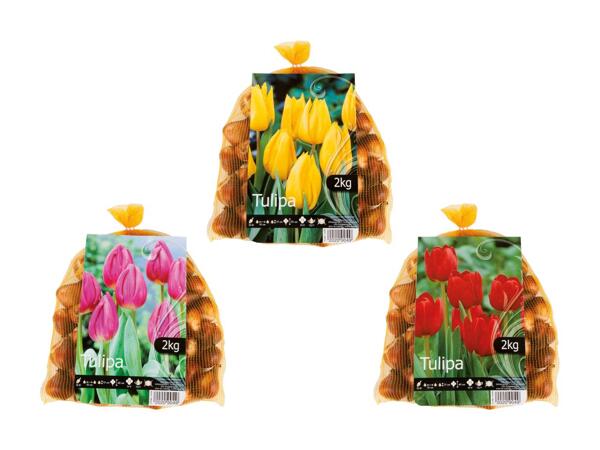 Bulbes de tulipes