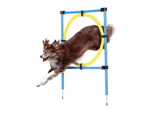 Zoofari Dog Agility Set