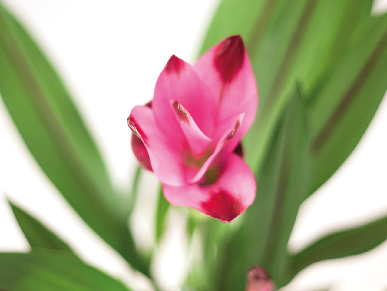 Curcuma (Safranwurz)