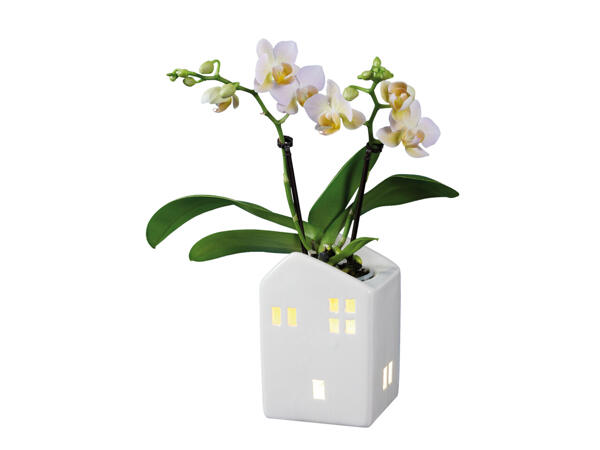 Mini-Phalaenopsis in Keramiktopf