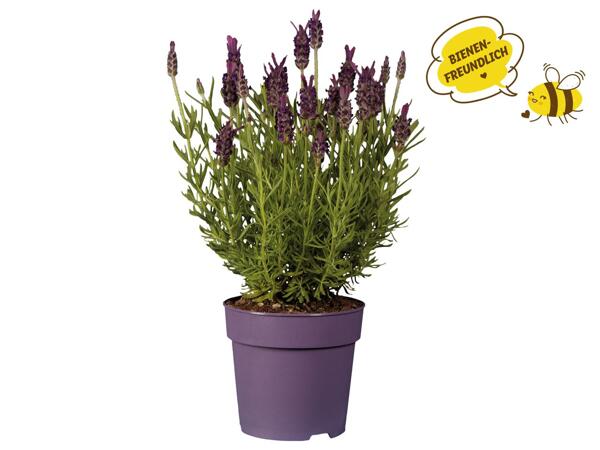 Lavendel stocheas (Schopflavendel)