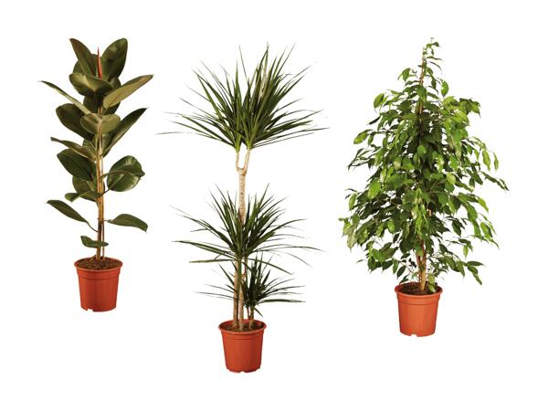 Mélange de grande plante verte