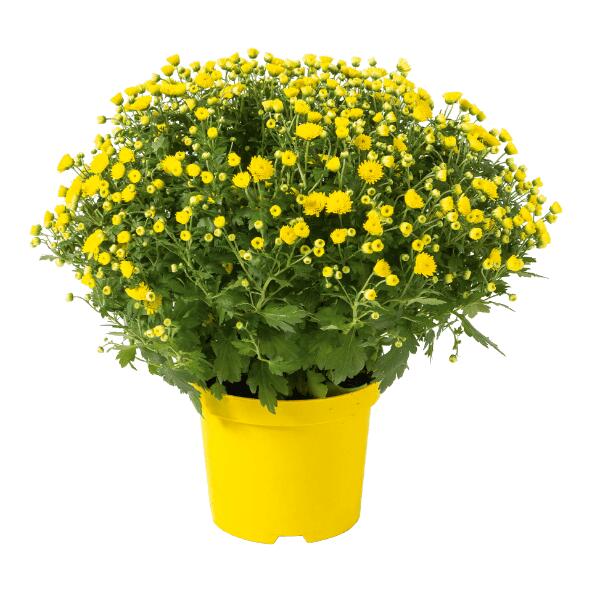 Chrysantheme