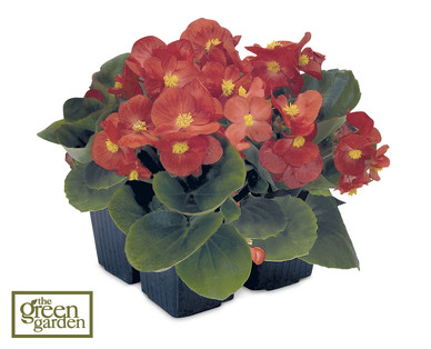 Begonia