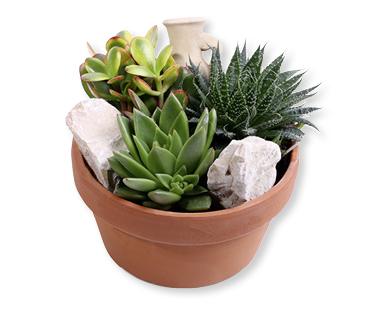 Sukkulenten-Arrangement