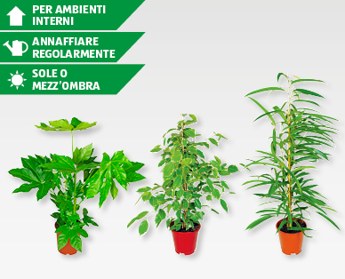 Piante verdi assortite