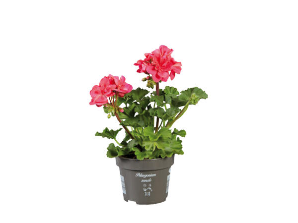 Standing Geranium