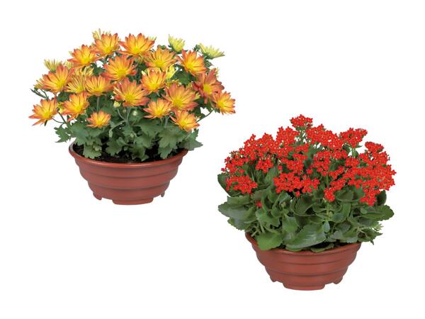 Blomstrende plante i skål