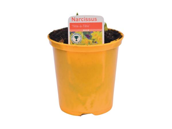 Spring Flowering Bulbs