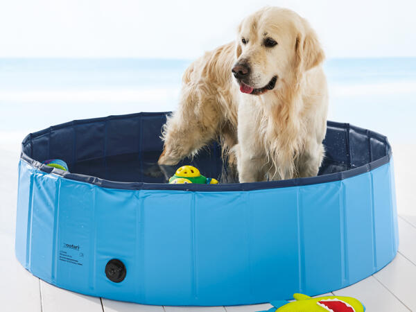 Piscine pour chien