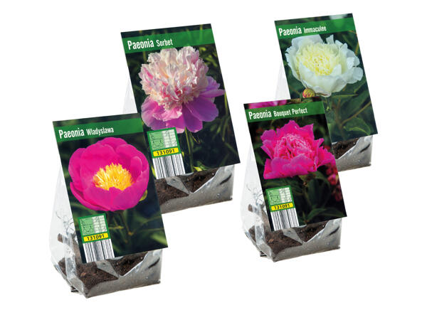 Peony Bulbs