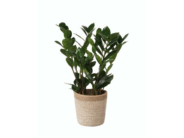 Plante verte dans un pot en jute