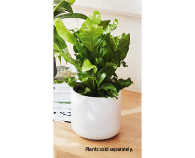 Plain Small Ceramic Pot