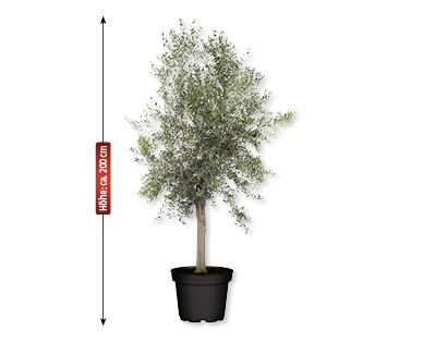Olivenbaum