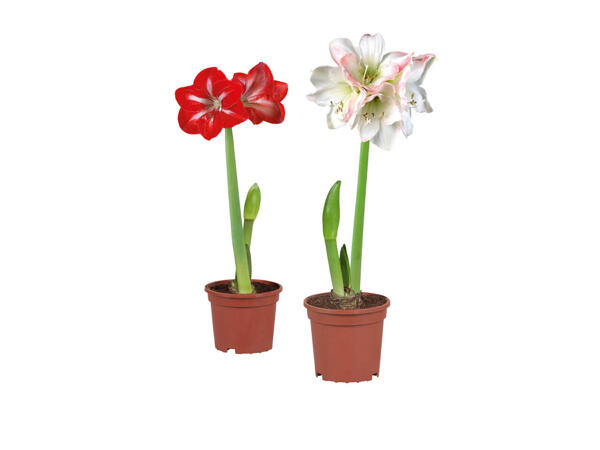 Amaryllis, 2 stems