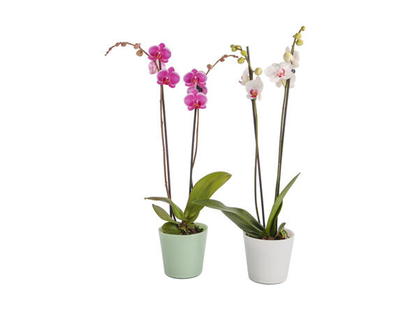 Orchidée dans un pot en verre