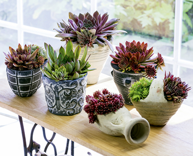 Plantes de rocaille