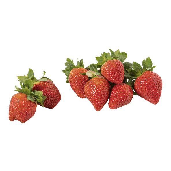 Fraises Matera