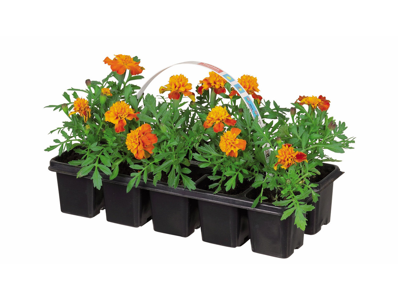 Plantes pour parterre