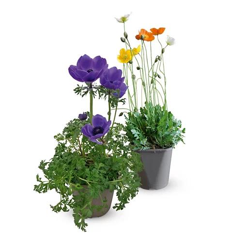 Kronenanemone/Islandmohn*