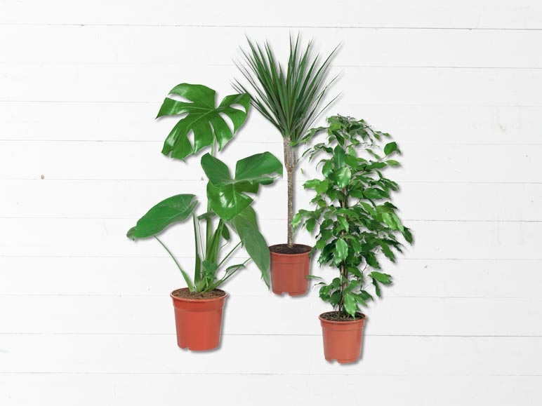 Plantes vertes (dès 30.5.)