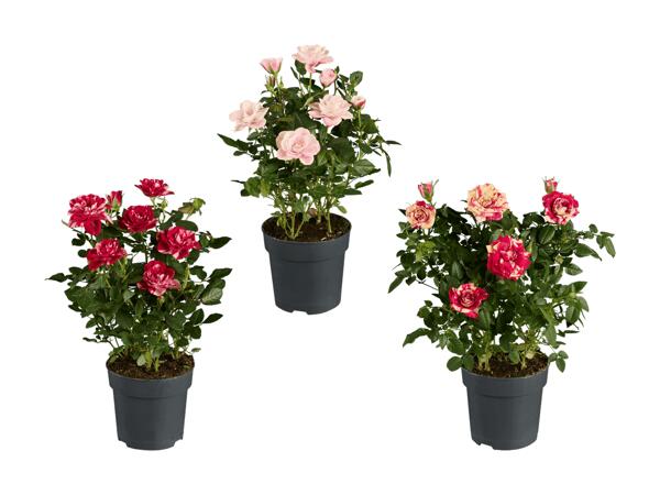 Roses en pot "Specials Mix"