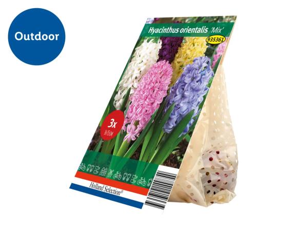 Spring Flowering Bulb Hyacinthus orientalis "Mix"