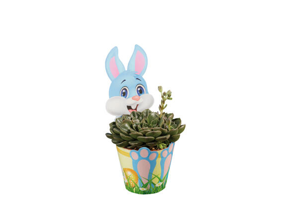 Bunny & Chick Succulents