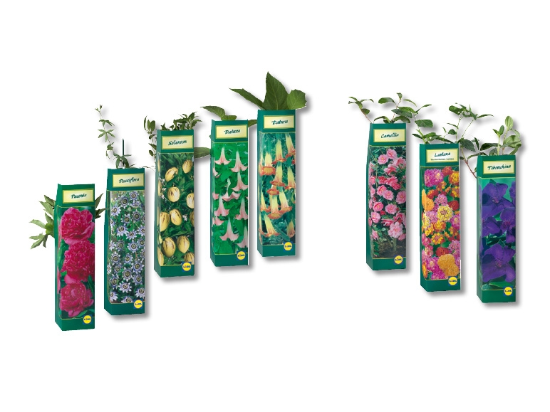 Plantes estivales