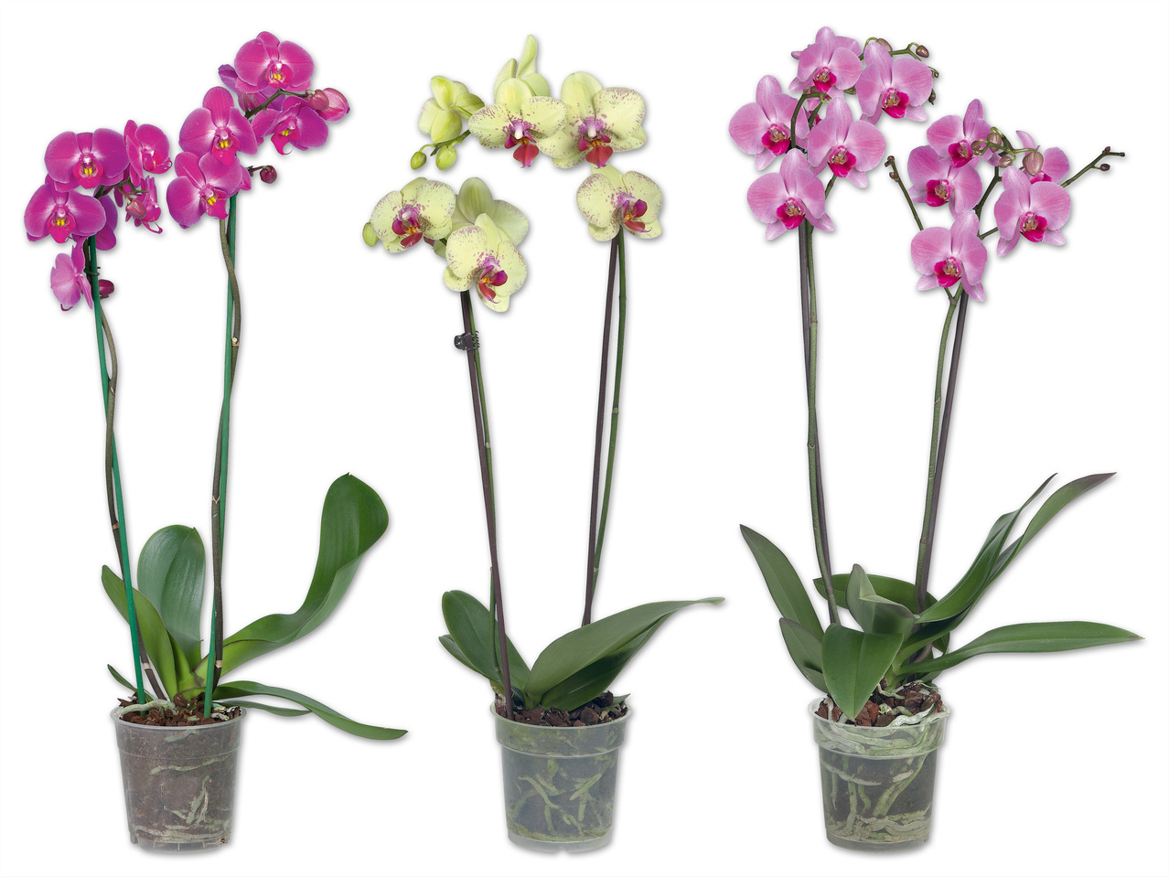 Phalaenopsis 2-Trieber