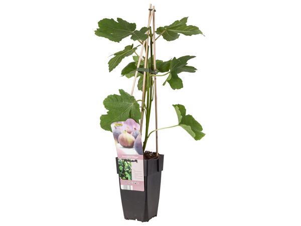 Ficus Carica (Feige)
