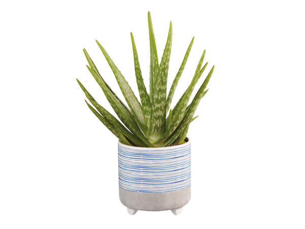 Green Plant in Blue Ceramic