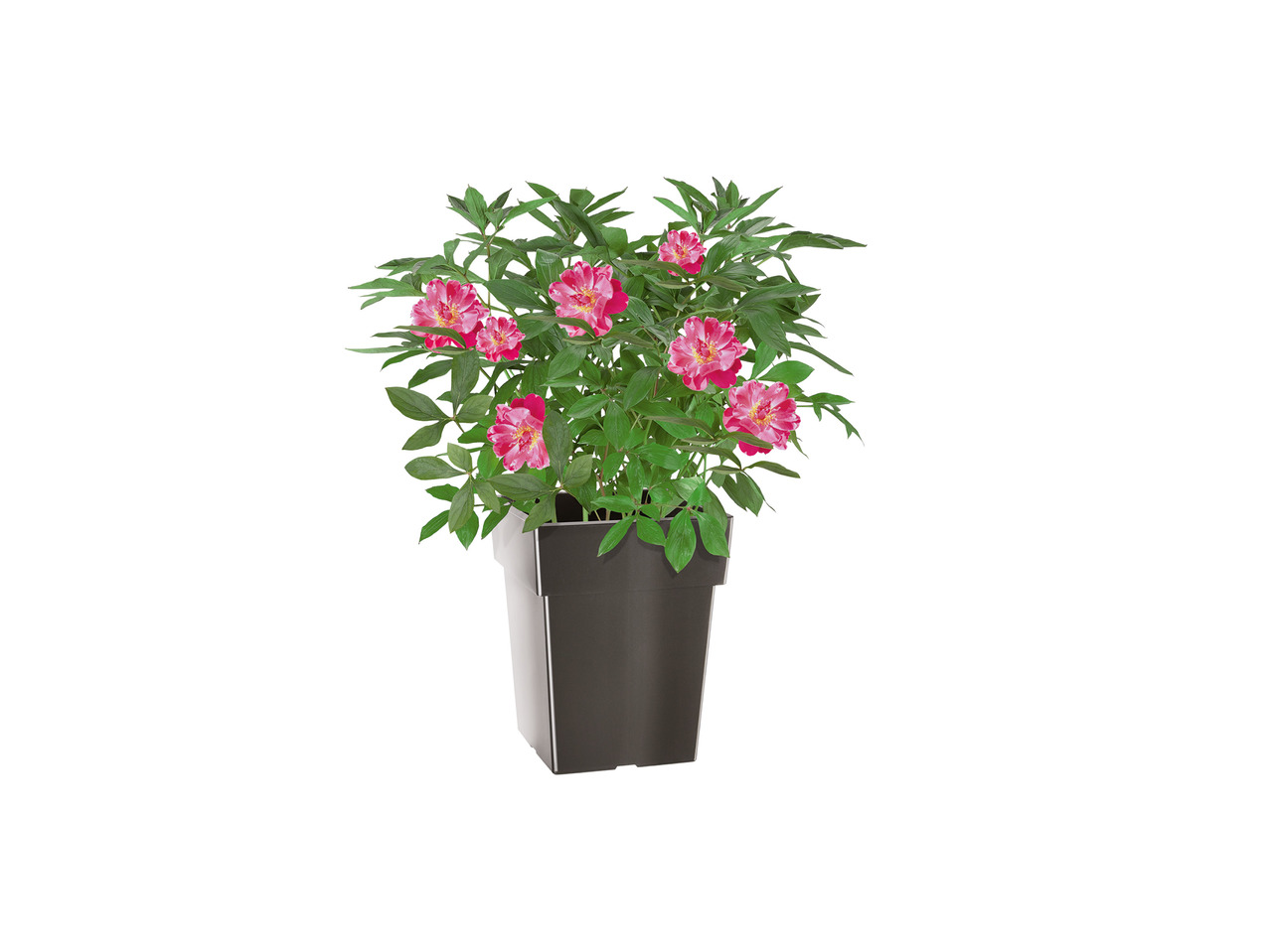 FLORABEST(R) Blomsterkrukke