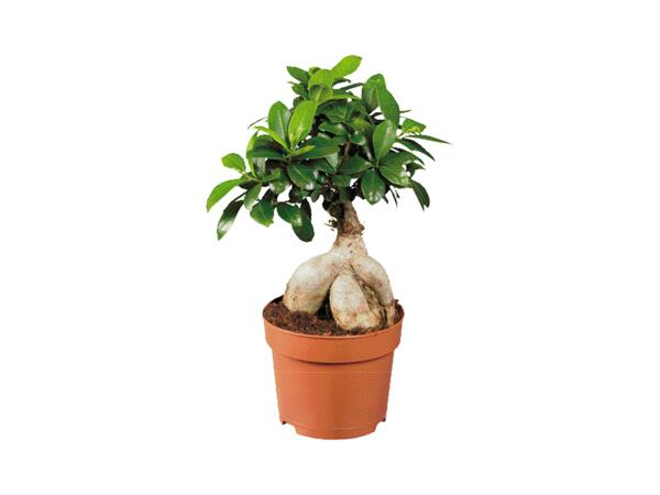 Ficus ginseng