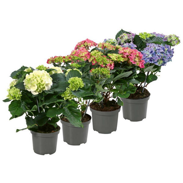 Gartenhortensie