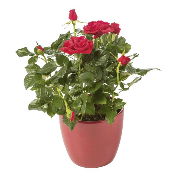 Rosier en pot ou kalanchoé