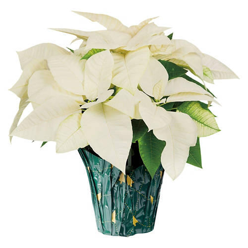6" Holiday Poinsettias - Assorted Color