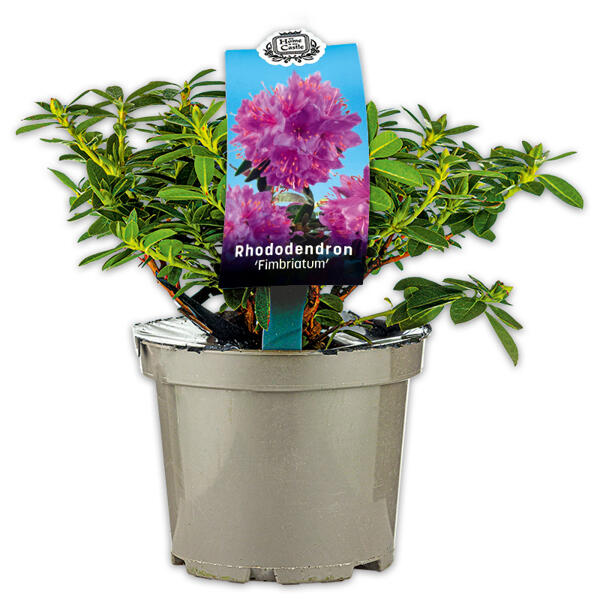 Rhododendron
