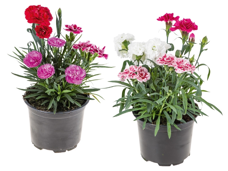 Dianthus Trio im Konzepttopf