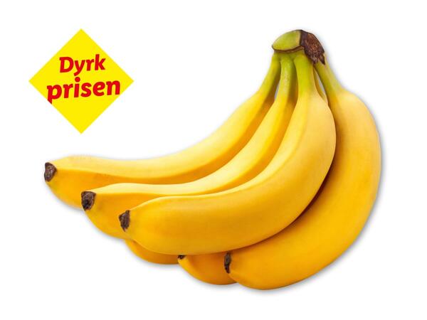 Rainforest-banan