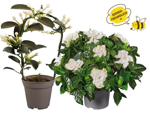 Stephanotis, Jasminum oder Gardenie