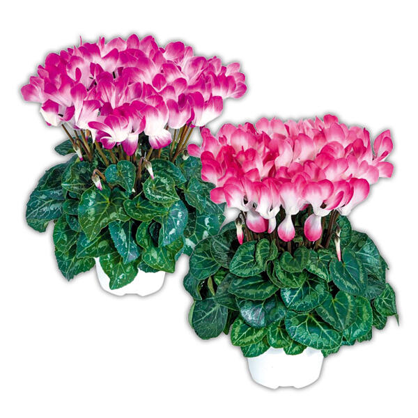Alpenveilchen "Indiaka"