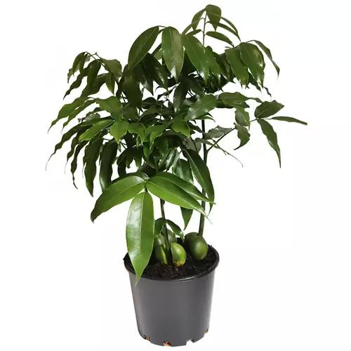 Assorted Indoor Plant