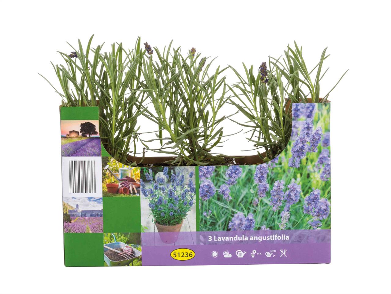 English Lavender1