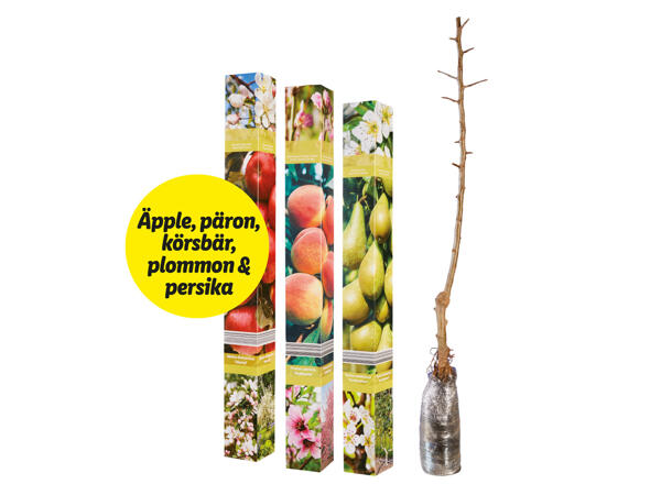Fruktträd